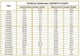17 Explicit Rottweiler Growing Chart