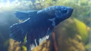 The male king betta siamese fighting fish is a freshwater fish known best for its beautiful fins and color. Stoopid Here He Is Kyanite My King Betta He S Named