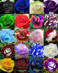 50 Rare Rainbow Rose Flower Seeds Your Lover Multi Color Plants Home Garden Hybrid Tea Rose Mawar Cantik Bunga Langka