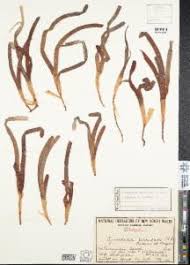 Image result for Cymodocea serrulata