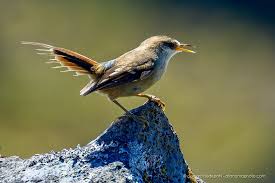 Image result for Maerua andradae