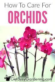 How To Care For An Orchid Plant Orchid Plant Care Orchid Care Orchid Plants