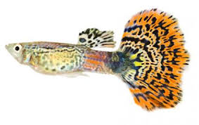 Guppy Types And Species Lovetoknow