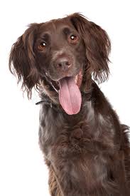 The small munsterlander is a natural born hunter. Munsterlander Pointer Small Photos Free Royalty Free Stock Photos From Dreamstime