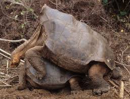 Image result for Chelonoidis microphyes