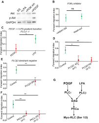 Maybe you would like to learn more about one of these? Lysophosphatidic Acid Provokes Fibroblast Chemotaxis Through Combinatorial Regulation Of Myosin Ii Biorxiv