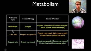 Prokaryotes Bacteria Archaea Organismal Biology
