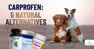 Some people keep dogs for professional breeding, some for passion and most of the people for love companion and to participate. Carprofen For Dogs 5 Natural Alternatives Dogs Naturally