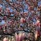Magnolias at a Glance: An Informative Look at a Most Fascinating Group of Flowering Trees