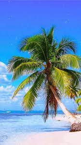 Caribbean Beach Wallpaper Caribbean Wallpaper Paradise Island Palm Trees Beach Shore Beach Wallpaper Caribbean Beaches Scenery