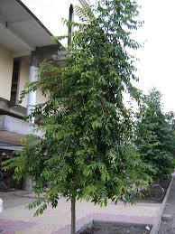 Image result for Putranjivaceae