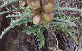 Image result for Pterodiscus elliottii