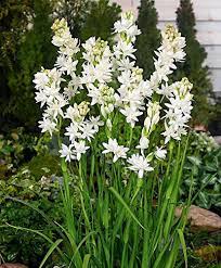 Red, pink and white flowers. What Is The English Name Of A Rajnigandha Flower Quora