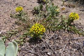 Image result for Craterostigma nummulariifolium