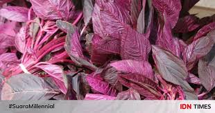 Tetapi, bila dipanaskan lagi, benar benar bakal berlangsung sistem oksidasi pada sayur. 10 Manfaat Bayam Merah Yang Jarang Diketahui Baik Untuk Tubuh