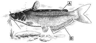 Catfish Comparison And Identification Texas Parks