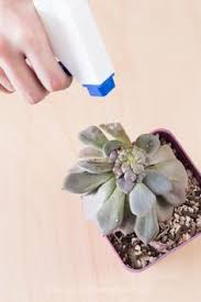 Read how to control them. 24 Pests Of Cacti And Succulents Ideas Cacti And Succulents Succulents Pests