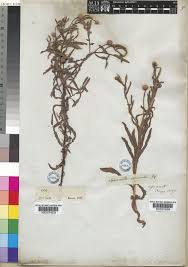 Image result for Sphaeranthus peduncularis