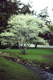 This tree grows naturally in michigan, but it needs an area with full sun, plus moist. 24 Landscape Trees Michigan Favorites Ideas Landscape Trees Landscape Plants