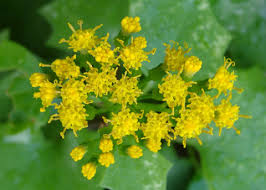 Image result for Delairea odorata