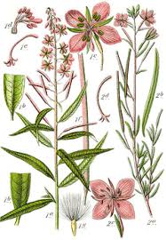 Image result for Epilobium salignum