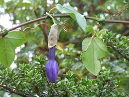 Image result for Adiantum patens