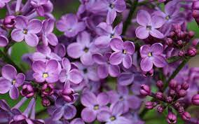 500 Internal Server Error Art Therapy Activities Flower Wallpaper Lilac Flowers