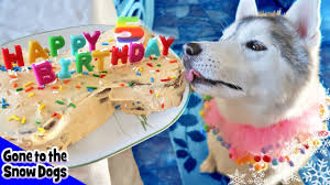 Dog cake for dozer's birthday! 4 Ways To Make A Doggie Birthday Cake Wikihow