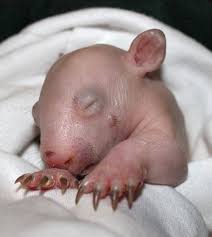 Orphaned baby wombat plays with adopted mother. Wombat Zooborns