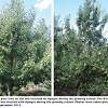 Very high quality pear with some resistance to fire blight. 1