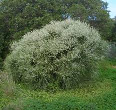 Image result for Retama monosperma