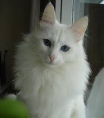 Kedi Tur Ve Irklari Kedi Irklarinin Karakteristik Ozellikleri
