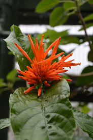 Image result for Justicia niassensis