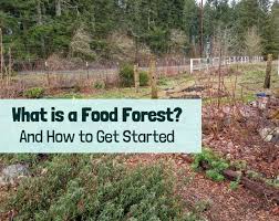 That structure is composed of a set of layers, each with its own unique role in the forest system. Start A Food Forest