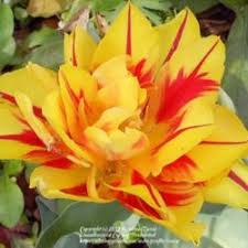 Dec 15, 2018 · once the soil surface dries, water the tulips. Forcing Tulips Indoors Garden Org