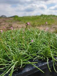 Image result for Talinum tenuissimum