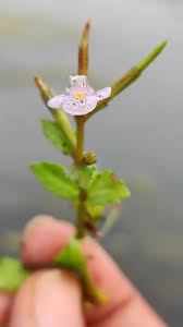 Image result for Craterostigma nummulariifolium