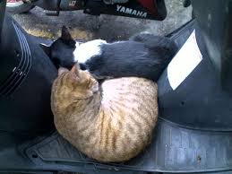 We did not find results for: Cara Paling Berkesan Mengelakkan Kucing Calarkan Kerusi Motosikal Anda Ebidmotor Com