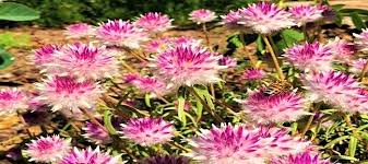Image result for Gomphrena martiana