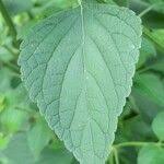 Image result for Cantinoa