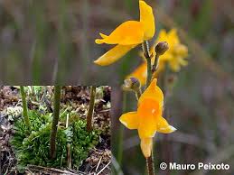 Image result for Genlisea africana