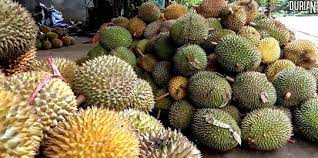 Pekawai berbuah hampir bersamaan dengan durian biasa. 11 Manfaat Buah Durian Yang Jarang Diketahui Bisa Digunakan Untuk Usir Tikus Merdeka Com