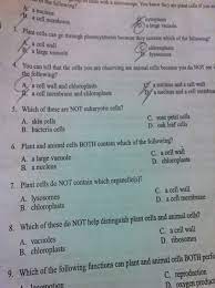 We did not find results for: Which Is Not A Eukaryotic Cell Skin Cells Bacteria Cells Rose Petal Cells Oak Leaf Cells Brainly Com