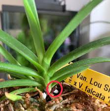 When the last flower fades, you can leave the spike (stem) on and it will still continue flowering but the stem gets very ungainly and the flowers get smaller. Neofinetia Vanda Question Which Do You Think This Will Be New Fan New Root Or New Flower Spike Orchids