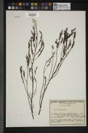 Image result for Olax gambecola