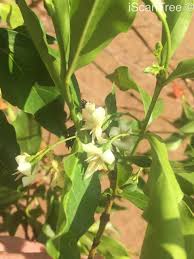 Image result for Kraussia floribunda