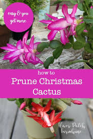 Easy Prune Christmas Cactus Christmas Cactus Flower Christmas Cactus Christmas Cactus Plant