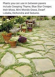 Ground Cover Plants In Between Pavers Garden Outdoor Home Stone House Ideas Creative In 2020 Pathway Landscaping Front Yard Landscaping Yard Landscaping