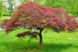 We did not find results for: Acer Palmatum Garnet Laceleaf Japanese Maple