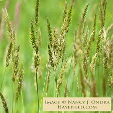 Image result for Anthoxanthum nivale